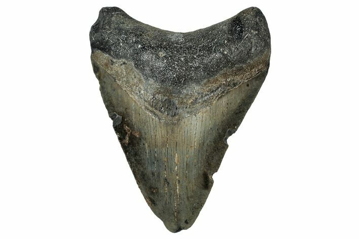 Bargain, Fossil Megalodon Tooth - North Carolina #351763
